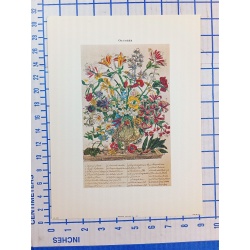 Lot of 12 Art Prints 9 x 12 Flowers of the Month