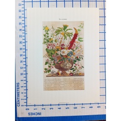 Lot of 12 Art Prints 9 x 12 Flowers of the Month