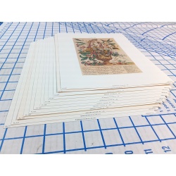 Lot of 12 Art Prints 9 x 12 Flowers of the Month