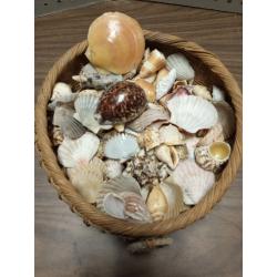 Authentic Sea Shells In a Basket 