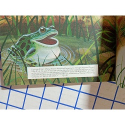 Little Golden Book - Home For A Bunny 