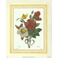 (8 x 10) Art Print FL2419 Pierre-Joseph Redoute Botanical Study Of Hellebore