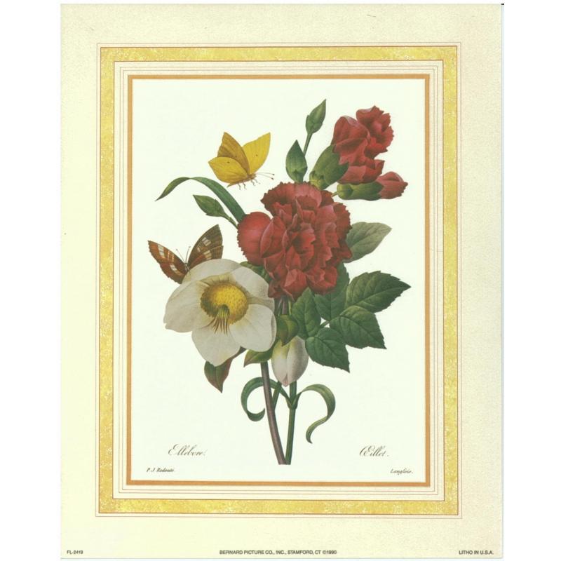 (8 x 10) Art Print FL2419 Pierre-Joseph Redoute Botanical Study Of Hellebore
