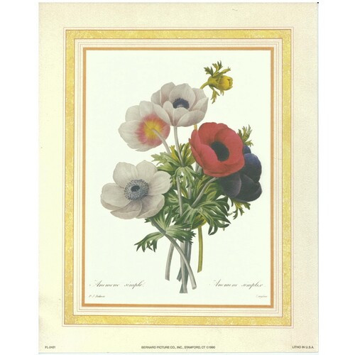 (8 x 10) Art Print FL2421 Pierre-Joseph Redoute Anemone