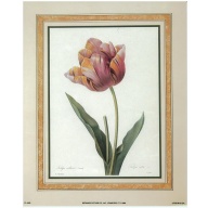 Lot of 5 (8 x 10) Art Print FL2455 Pierre-Joseph Redoute - Tulip (bot. Tulipa culta)