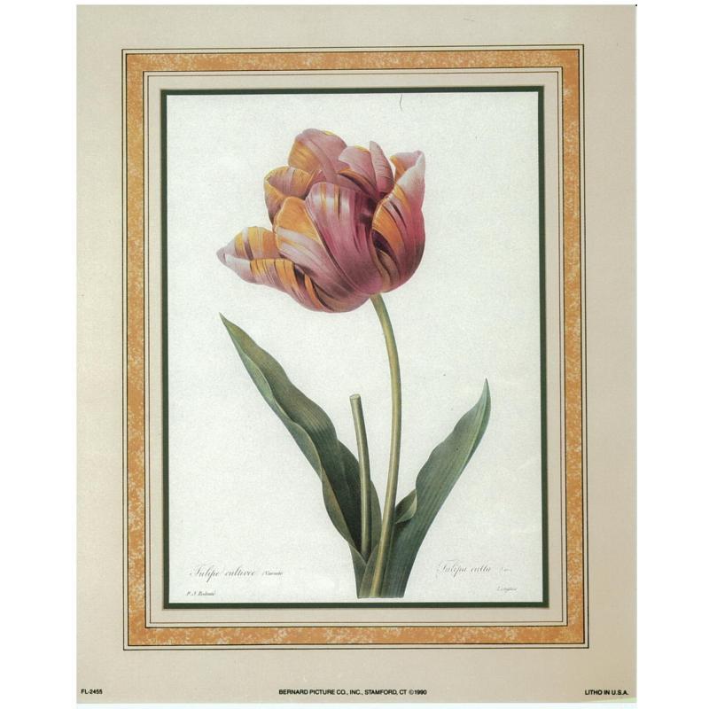 (8 x 10) Art Print FL2455 Pierre-Joseph Redoute Tulip (bot. Tulipa culta)