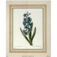 (8 x 10) Art Print FL2458 Pierre-Joseph Redoute Hyacinth