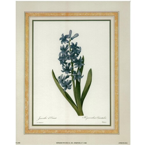 (8 x 10) Art Print FL2458 Pierre-Joseph Redoute Hyacinth