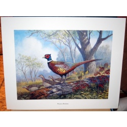 (24 x 30) Art Print HJ0001 RON JENKINS - PHEASANTS