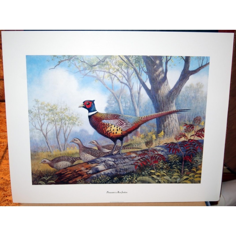 (24 x 30) Art Print HJ0001 RON JENKINS - PHEASANTS