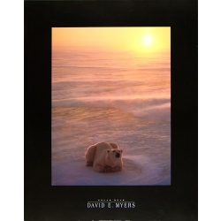 (22 x 28) Art Print PH223 DAVID E. MYERS - POLAR BEAR