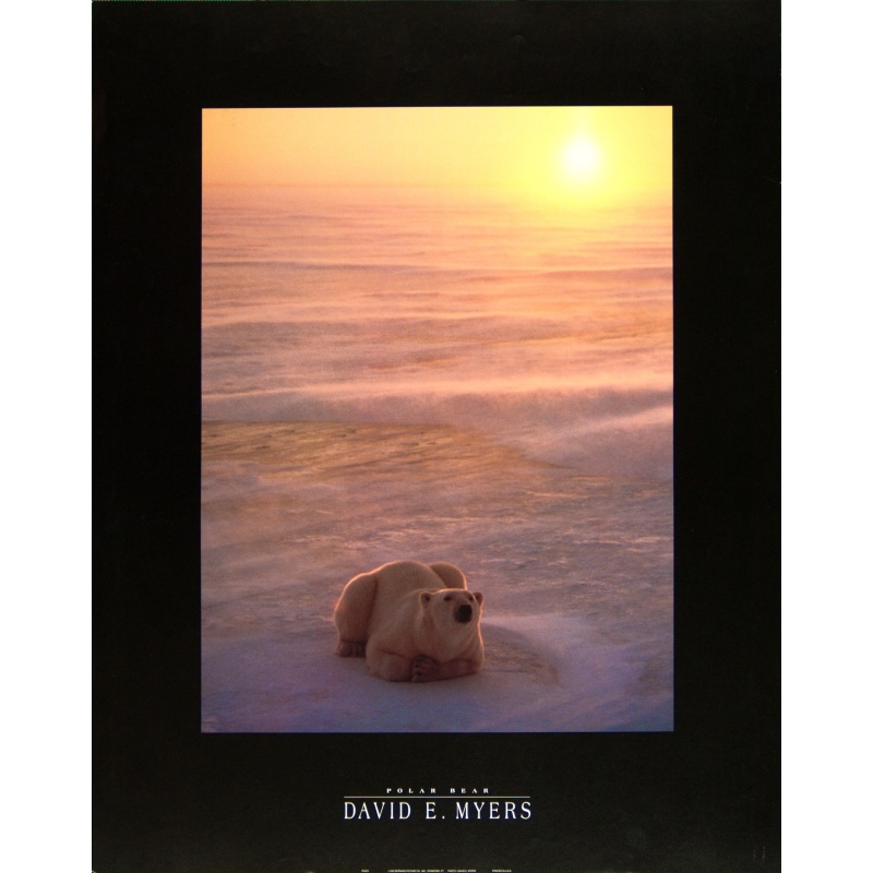 (22 x 28) Art Print PH223 DAVID E. MYERS - POLAR BEAR