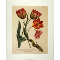 (16 x 20) Art Print TU0301 Johann Wilhelm Weinmann - TULIPA SEROTINA - Printed in Italy