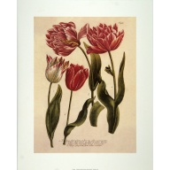 (16 x 20) Art Print TU0302 Johann Wilhelm Weinmann - TULIPA FLORE - Printed in Italy