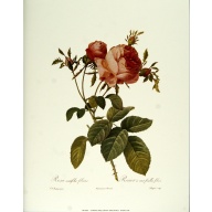Lot of 2 (11 x 14) Art Print RE0201A Pierre-Joseph Redoute - Rosa Rosier