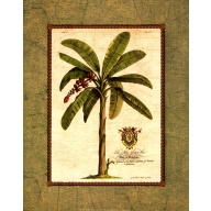 Lot of 2 (11 x 14) Art Print EH0203 George Ehret - Banana Palm Duke of Chaulnes Paris