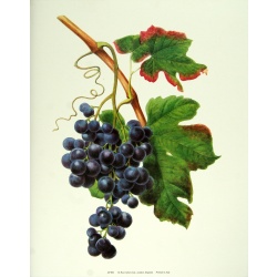 (11 x 14) Art Print AP002 Rose Selavy Ltd. - Dolutz Noir. (GRAPES) Printed in italy