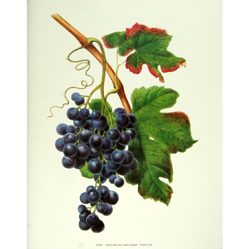 (11 x 14) Art Print  Rose Selavy Ltd. Dolutz Noir. (GRAPES) Printed in italy