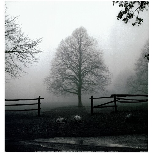 (12 x 12) Art Print HS3025 Harold Silverman Morning Texture