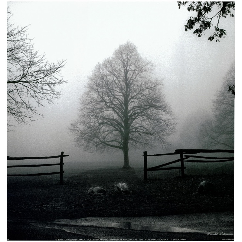 Lot of 2 (12 x 12) Art Print HS3025 Harold Silverman - Morning Texture