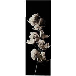 (5 x 15) Art Print HH0455 Michael Harrison