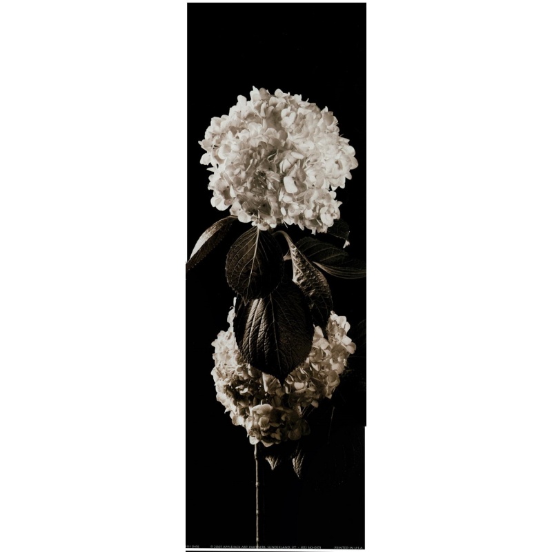 (5 x 15) Art Print HH0456 Michael Harrison - 