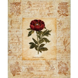 (16 x 20) Art Print GO0303 Gene Ouimette Botanical