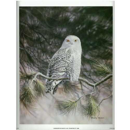 (9 x 11) Art Print AN1040 Bradley Jackson Winter Snow Owl on a Branch Photo