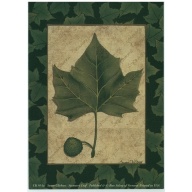 Lot of 11 (5 x 7) Art Print CK051A SUSAN CLICKNER - Sycamore Leaf