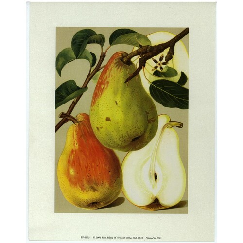 (7 x 9) Art Print PF0105 Marguerite Marillat Pears