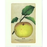 Lot of 5 (8 x 10) Art Print PF0101 Rose Selavy Ltd. - Mann.