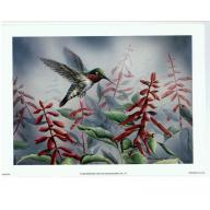 (5.5 x 7.5) Art Print HUM004 Wanda Mumm Humming Bird