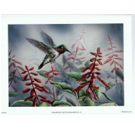 (5.5 x 7.5) Art Print HUM004 Wanda Mumm Humming Bird