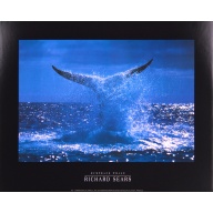 (16 x 20) Art Print PH237 Richard Sears - Humpback whale