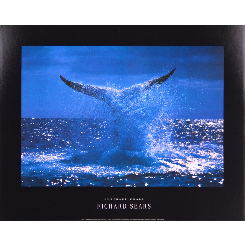 (16 x 20) Art Print PH237 Richard Sears - Humpback whale