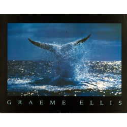 (22 x 28) Art Print PH166 Graeme Ellis - Whale