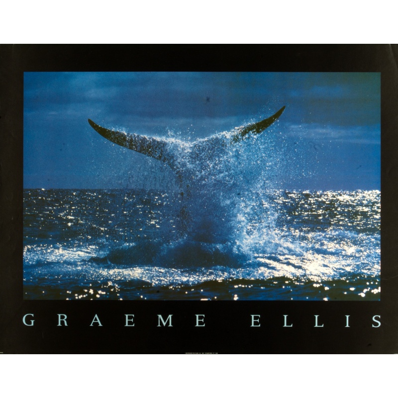 (22 x 28) Art Print PH166 Graeme Ellis - Whale