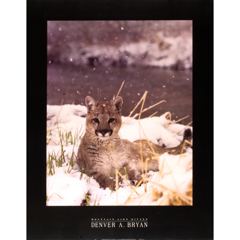 (22 x 28) Art Print PH224 Denver A. Bryan - Mountain Lion Kitten