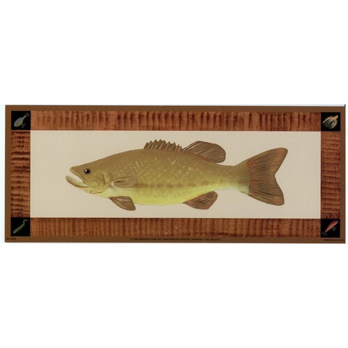 (4 x 10) Art Print MS0406 Mark Susinno Fish V