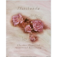 Lot of 5 (8 x 10) Art Print DT0102 Applejack Art Partners - Floribunda Cluster Flowered Recurrent Bloom