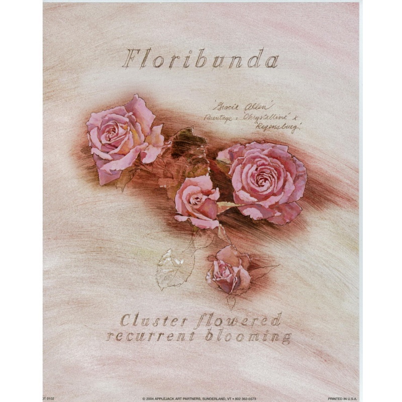 (8 x 10) Art Print DT0102 Applejack Art Partners - Floribunda Cluster Flowered Recurrent Bloom
