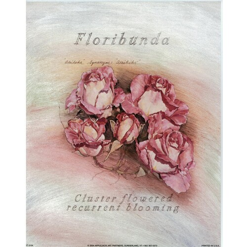 (8 x 10) Art Print DT0104 Applejack Art Partners Cluster flowered recurrent bloo