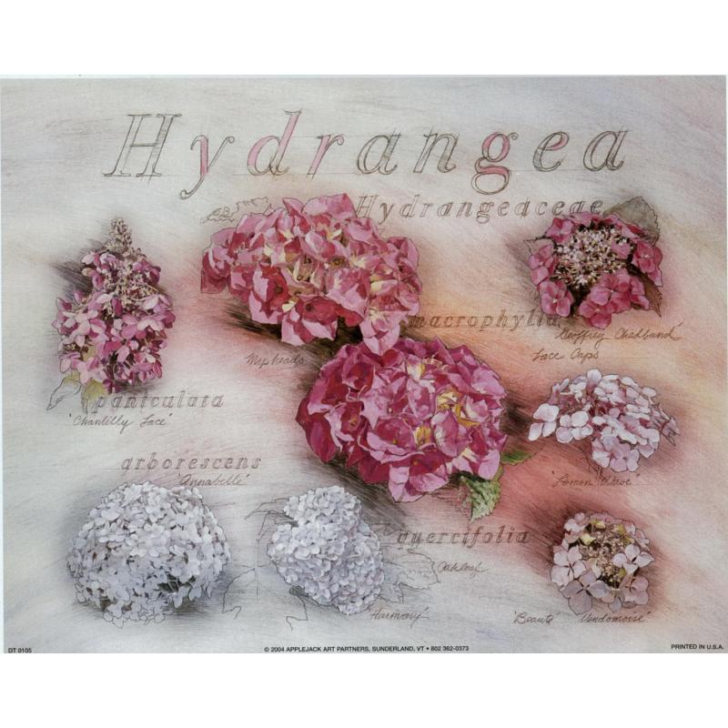 (8 x 10) Art Print DT0105 Applejack Art Partners Hydrangea