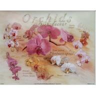 (8 x 10) Art Print DT0106 Applejack Art Partners Orchids