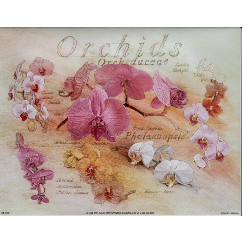 (8 x 10) Art Print DT0106 Applejack Art Partners Orchids
