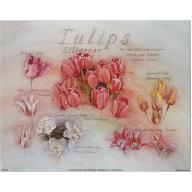 (8 x 10) Art Print DT0108 Applejack Art Partners Tulips
