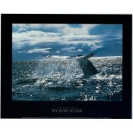 (8 x 10) Art Print PH253 Richard Sears Humpback Whale