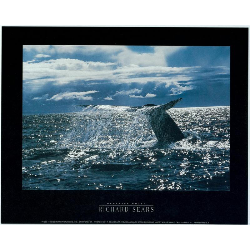 (8 x 10) Art Print PH253 Richard Sears Humpback Whale
