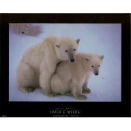 (8 x 10) Art Print PH249 DAVID E. MYERS Polar Bears