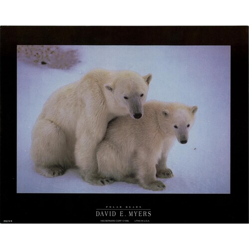 (8 x 10) Art Print PH249 DAVID E. MYERS Polar Bears